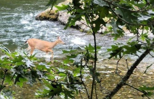 Tranquil Riverfront Retreat - Foto 56