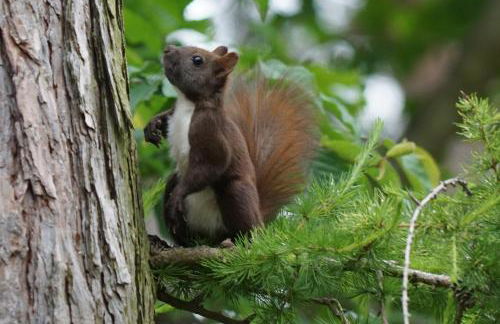 Waldhaus Eichhörnchen - Foto 49