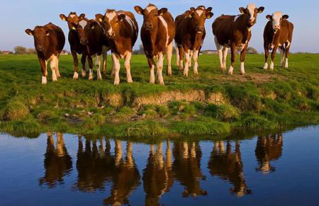 Seerosenhof - Foto 7