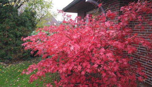 Ferienwohnung StrandGut - Foto 4, Garden