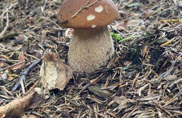 Ranczo Targoszów - Foto 36