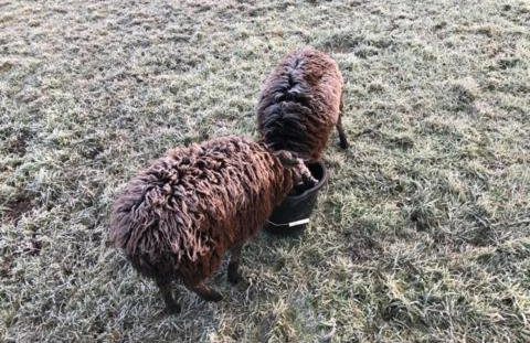 Peacock Barn - Photo 29