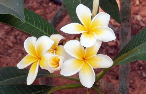 Glaros Home - Foto 44