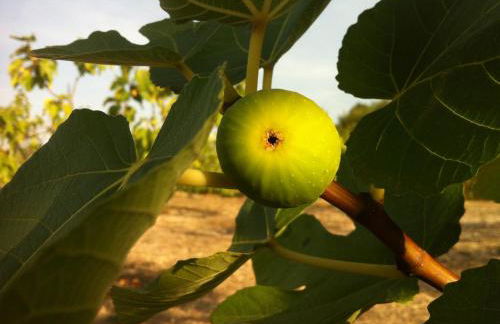 I Giardini di Pomona - Foto 24