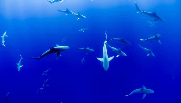 Scuba Diving in Maafushi - Foto 5