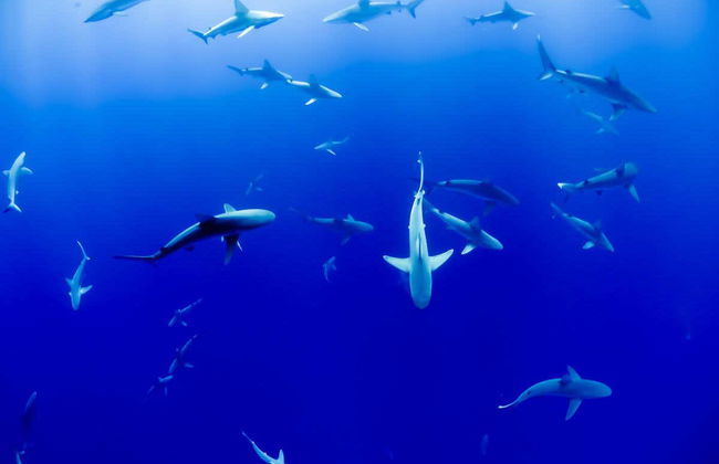 Bautismo de buceo en Maafushi - Foto 6