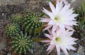 La Maison des Armas - Foto 25