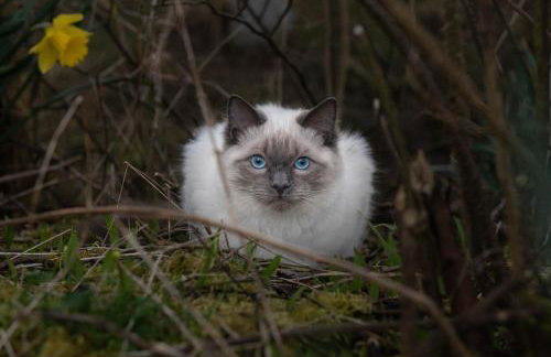 Glen Bay - 2 Bed Lodge on Friendly Farm Stay with Private Hot Tub - Foto 53