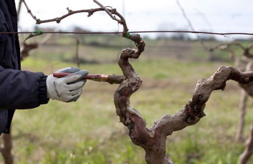 Palazzo Tronconi agriturismo - Foto 16