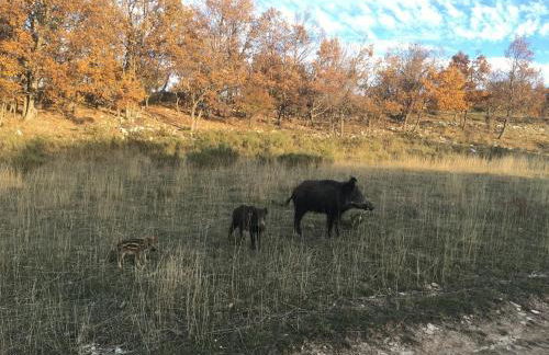 La Bastide du Père Marius - Foto 6