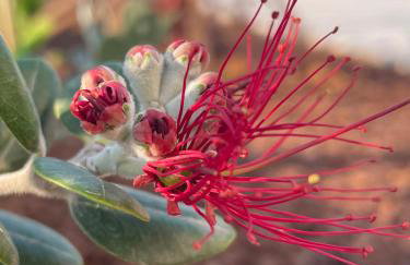 Villa Centenary Goose - Foto 29