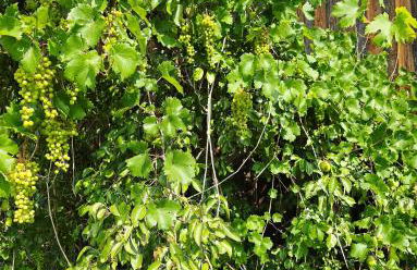 Schönes Apartment / Ferienwohnung am Regen - Foto 30