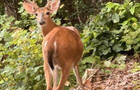 Top of the Mountain Breathtaking Views Hot Tub - Foto 78