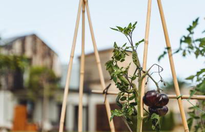 La Isla de Próspero - Foto 40