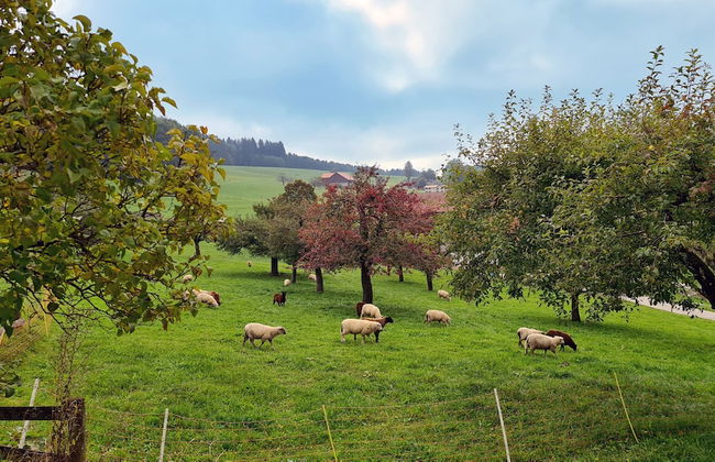 Cinéma Enchanté - cinéma & bain nordique - Foto 21