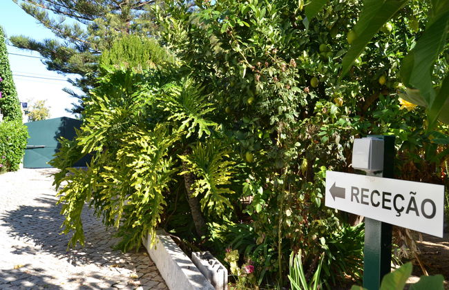 Flor da Laranja - Foto 18