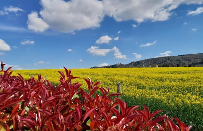 Apartment in Tuoro Near Lago Trasimeno - Foto 38