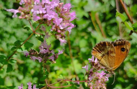 Ferienhaus Moselglück - Foto 86