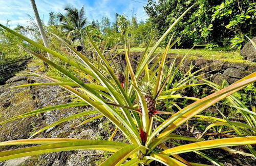 Puna Zen Botanical Garden Retreat - Foto 43