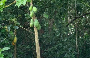 Casinha de Setiba - Foto 39