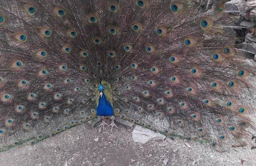 Cabin with a tree house on a buffalo farm . - Foto 26