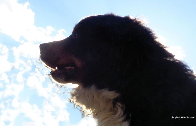 Edelweiss Inn Aparthotel - Foto 30