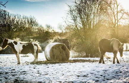 The Organic Cotswolds Cowshed - Photo 61