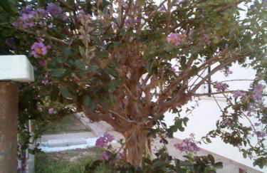 The judas trees - Foto 24