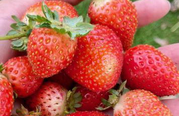 Agriturismo La Colmata - Foto 31