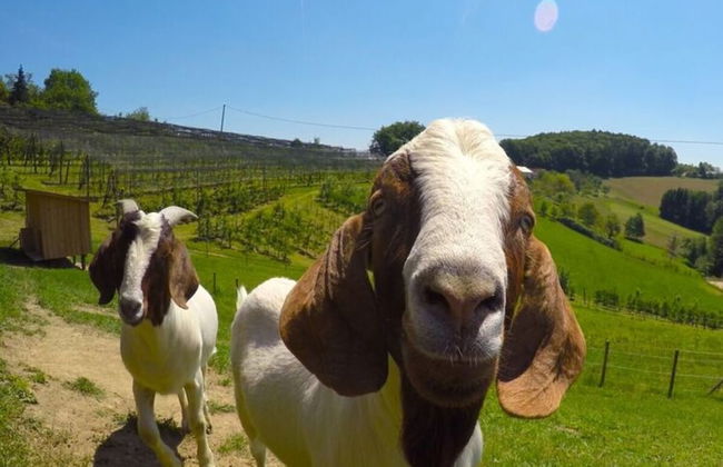 Apartment in Schwalbenhof Farm - Foto 20