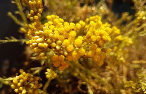 Résidence Lésia - Foto 46