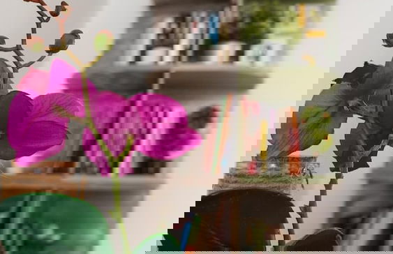 Pittas Studios Garden View - Foto 26