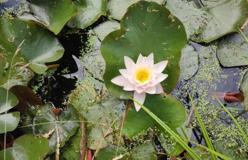 Haus "Grimberg" FeWo 1-stock oder FeWo 2-stock & Zusätzliches Zimmer - Photo 49