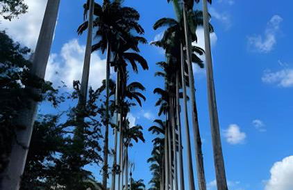 Sítio das Flores, 7 Km do centro de Castelo - Foto 32