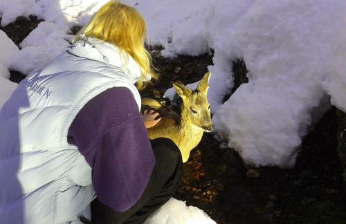 Chalet les Eglantines - Foto 22