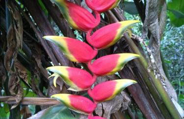 Aldeia Pé da Serra Cabana Natureza - Foto 20