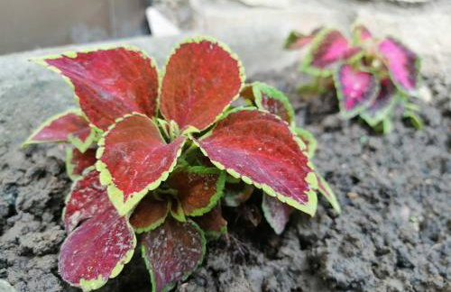 Apartman Kopriva - Photo 20