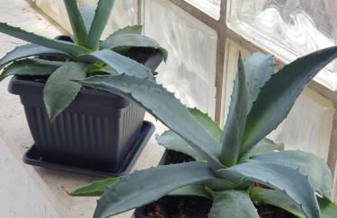 Ferienwohnung Agava - Photo 18