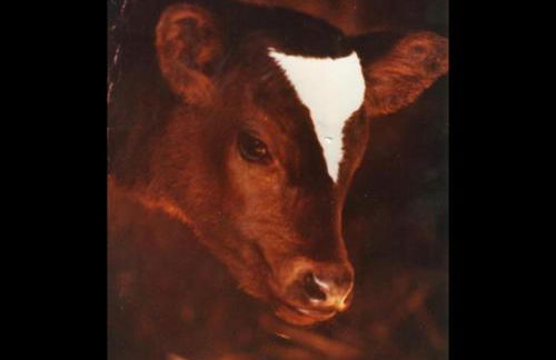 Ca l'ESTRELLA - Foto 28