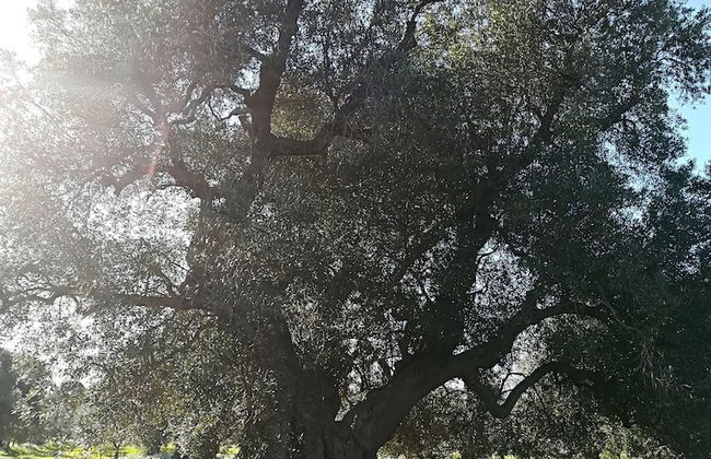 Trullo Alessandro e Villa Raffaela - Foto 61