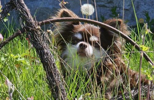 Ferienhaus-wurzbach - Foto 12