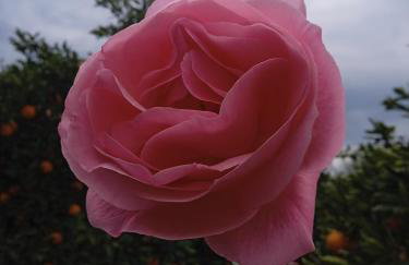 Serene Country House (near Ancient Tiryns) - Foto 11