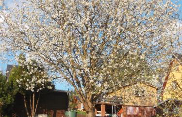 Ferienwohnung Neubert - Foto 8