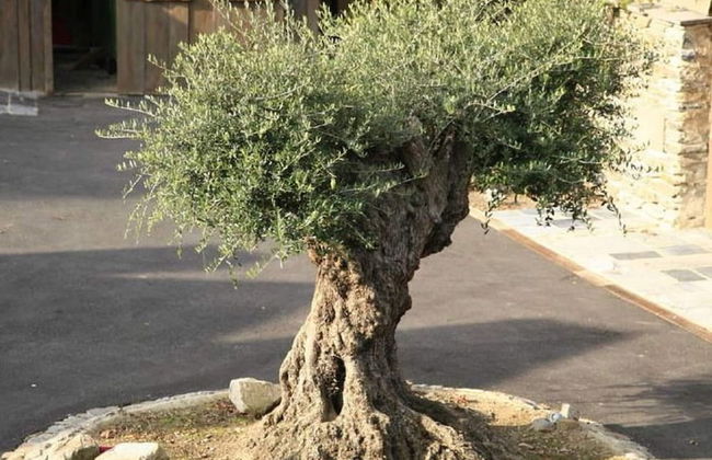 Vielsalm Stay With Furry Friends - Photo 40