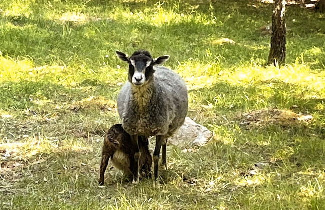 7 Person Holiday Home in Floby - Photo 20