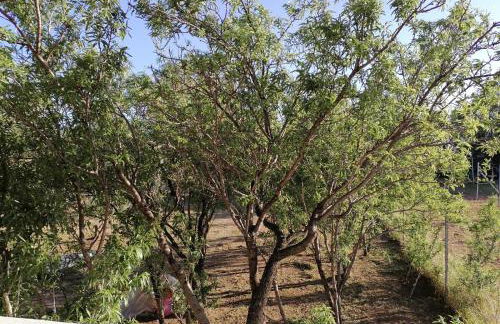 Agriturismo "PIRASTRERI" - Foto 7