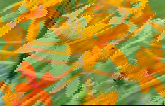 Vila Bunga Merah Gelatik - Photo 35