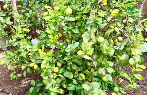 Authentic Canary Style Villa with private pool and garden- Casa Juan Vera - Foto 14