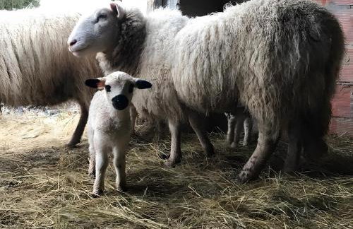 Gîte À La Ferme - La Popote - Foto 18