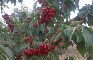 Casa Rural la Vallejera - Foto 87